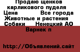 Продаю щенков карликового пуделя › Цена ­ 2 000 - Все города Животные и растения » Собаки   . Ненецкий АО,Варнек п.